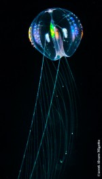 Jellyfish‘s glow<br/> Mnemiopsis-leidyi, Larva with long branched axial tentacles *